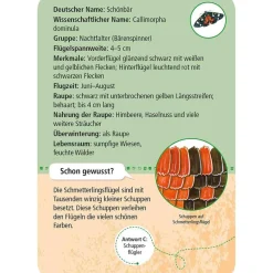 Moses Kartenset - 50 heimische Schmetterlinge