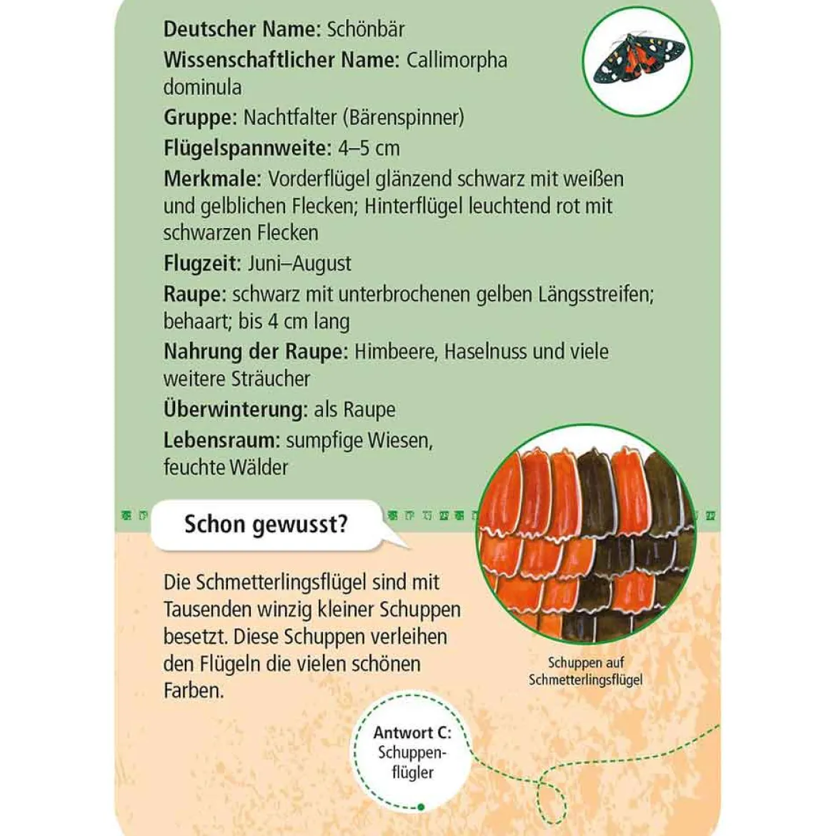 Moses Kartenset - 50 heimische Schmetterlinge "Expedition Natur"